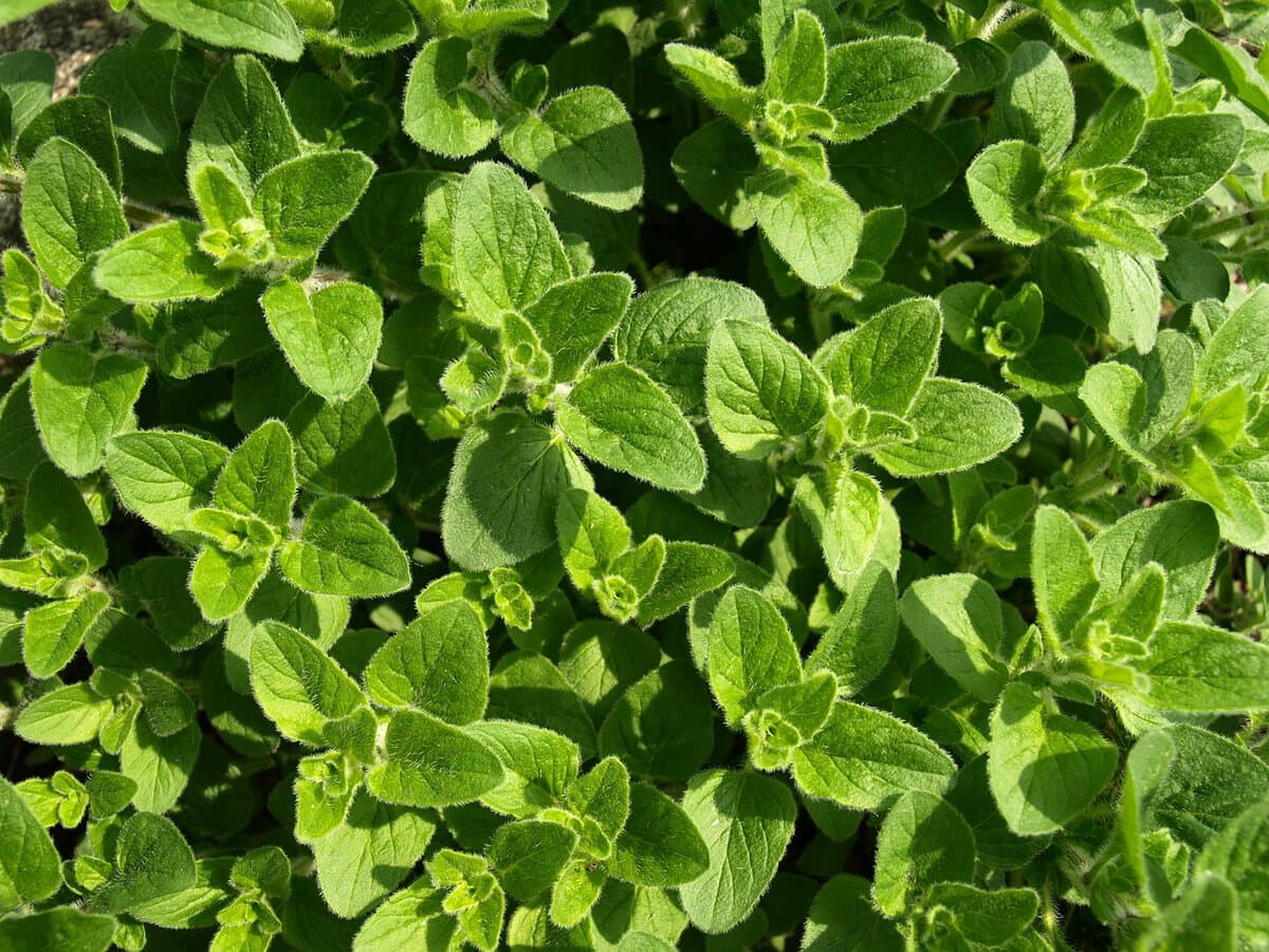 Up close shot of oregano leaves.