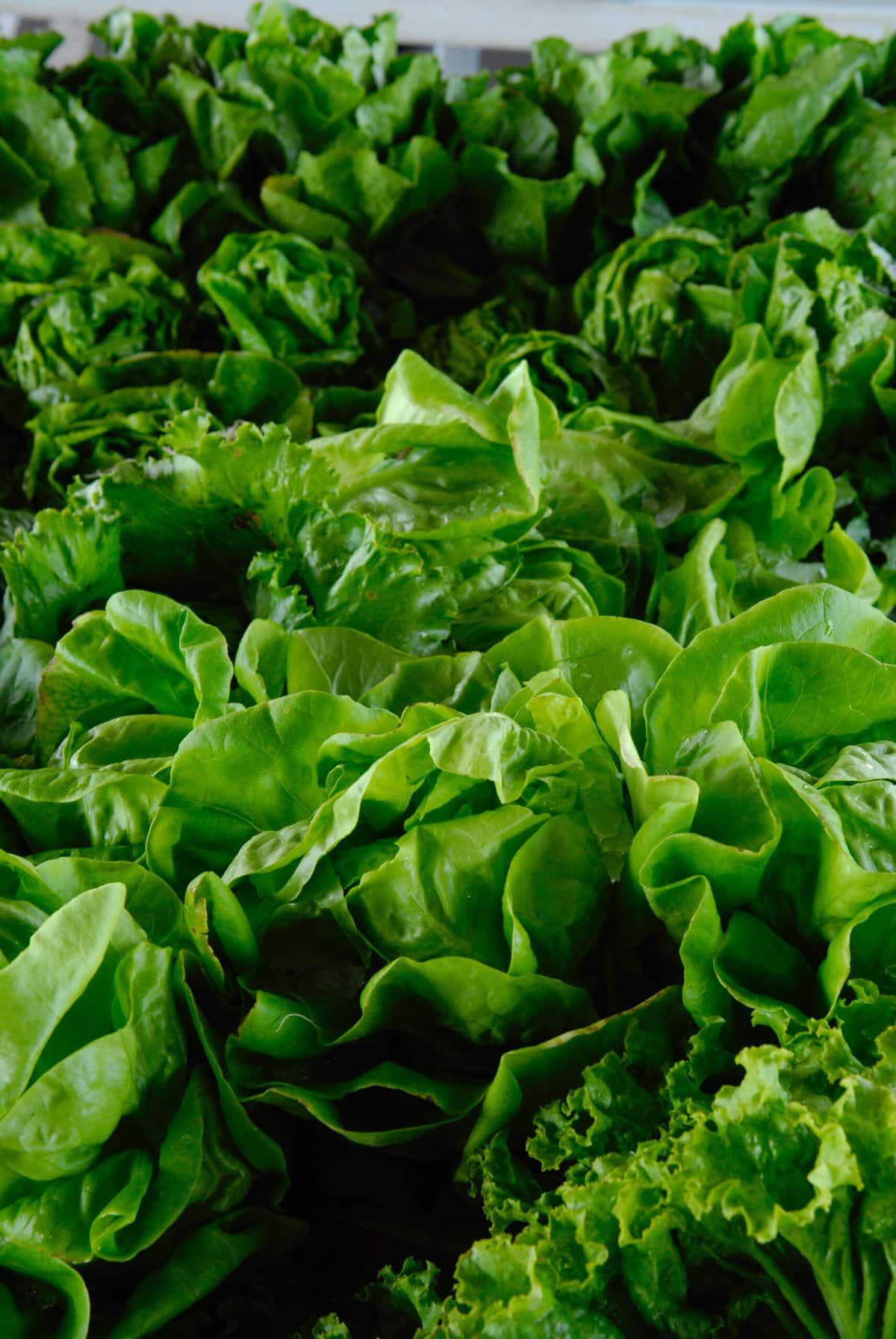 Large amount of Leafy Greens.