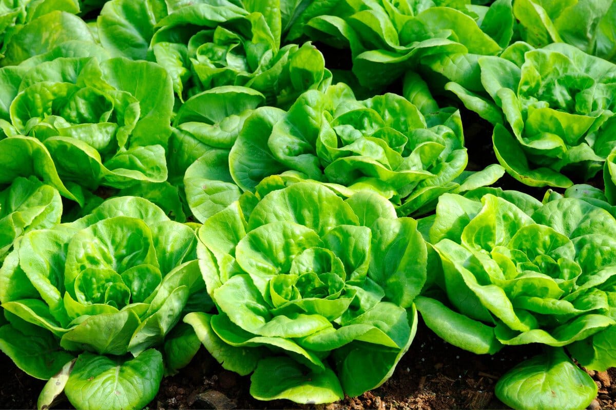 Multiple butterhead green lettuce in the dirt. 