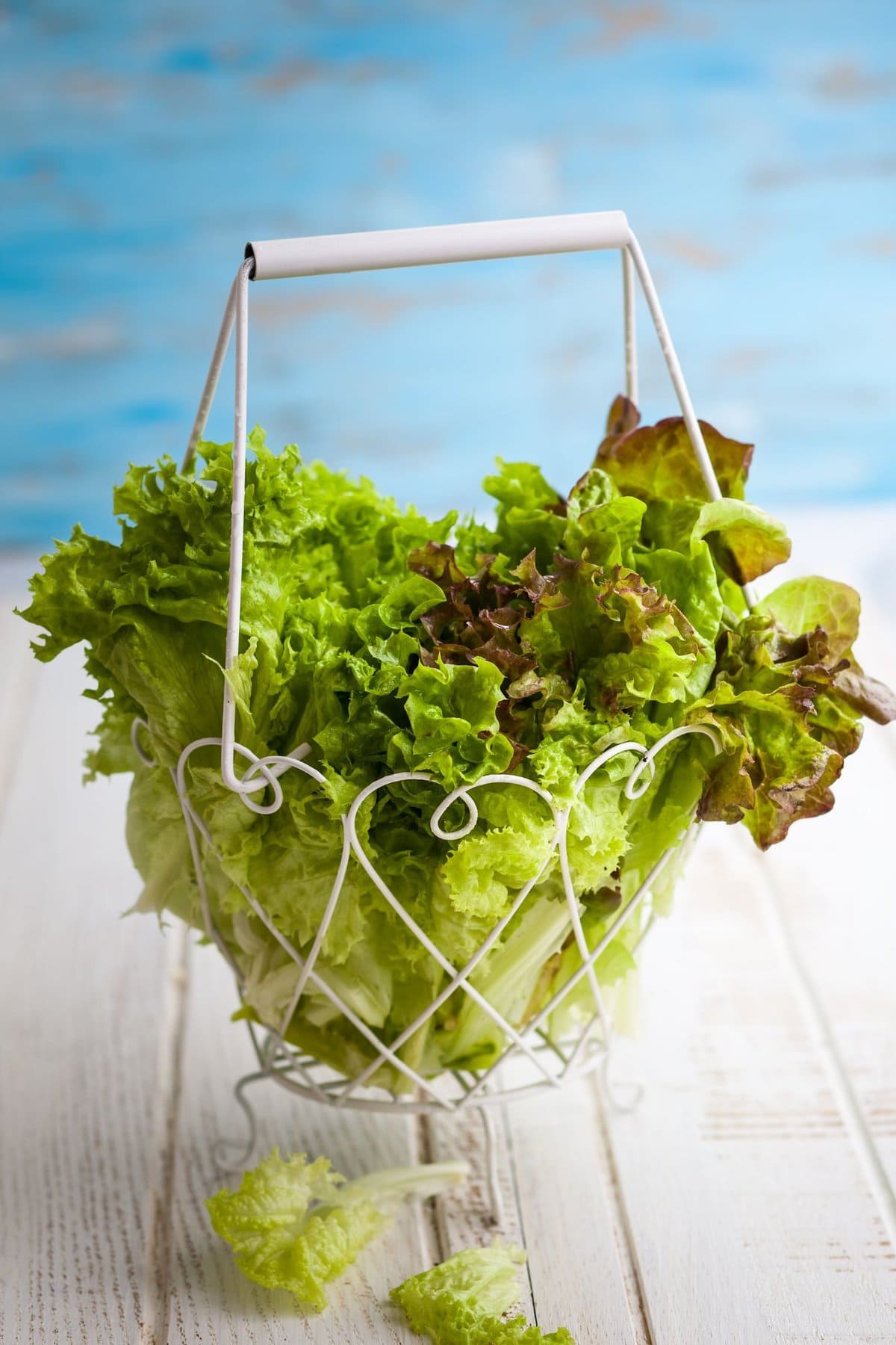 Different types of lettuce on wire basket with blue background.