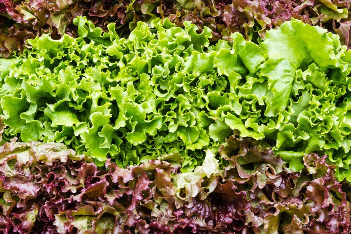 Overhead view of green and red leaf lettuce in bunches. 