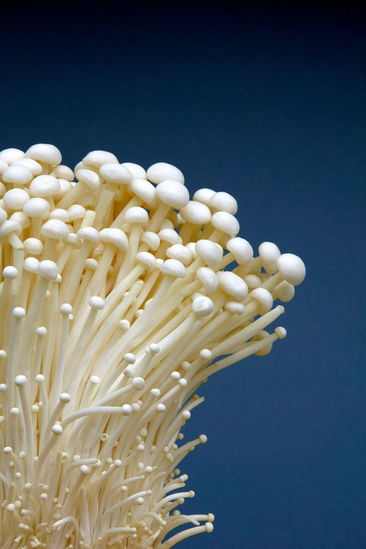 Enoki bunch with blue background.