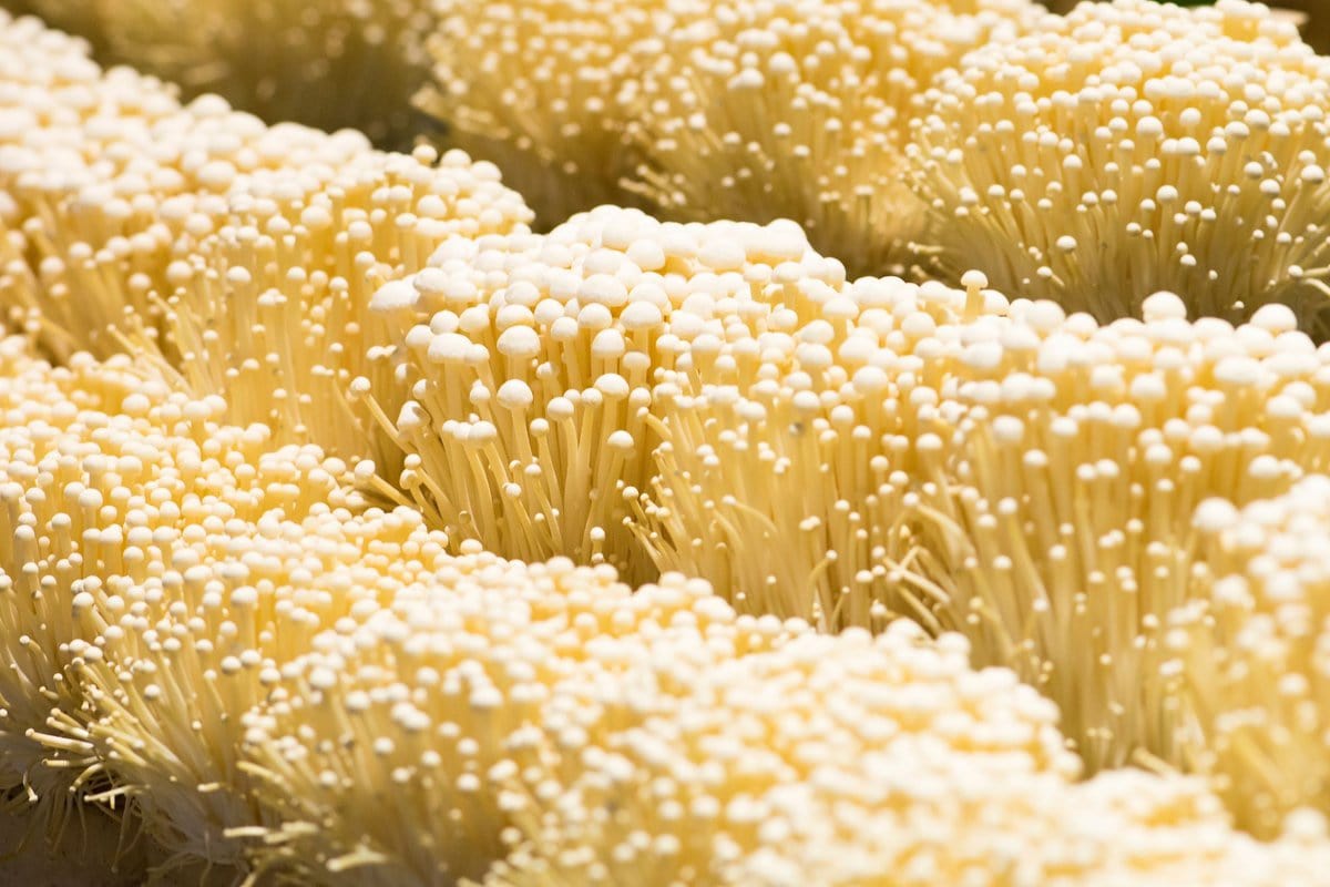 Big bunches of enoki mushrooms.