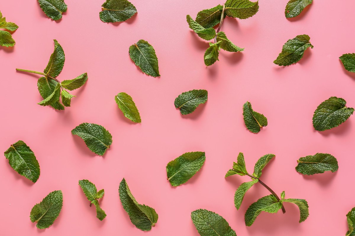 Mint leaves on pink background.